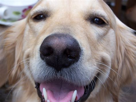 golden grin|grin golden retriever.